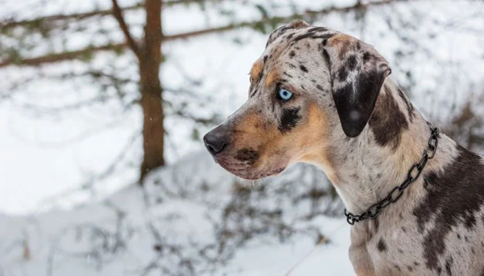 Catahoula Leopard Dog is an American